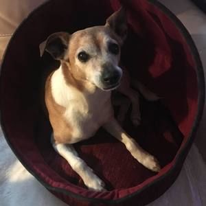 Meet your Posher, Shannon